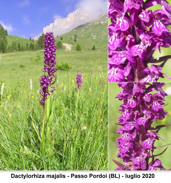 DACTYLORHIZA: immagini di una splendida orchidacea.